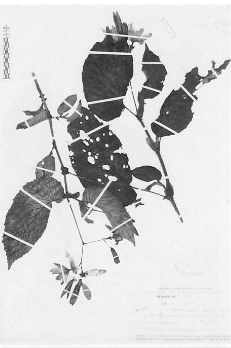 B. hirta var. hirta